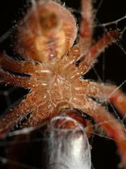 Pararaneus