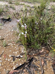 Diuris dendrobioides