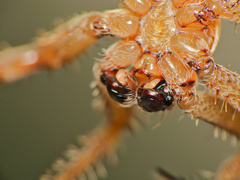 Pararaneus