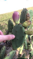 Opuntia stricta