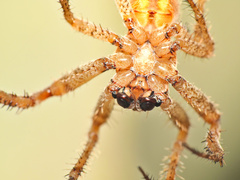 Pararaneus