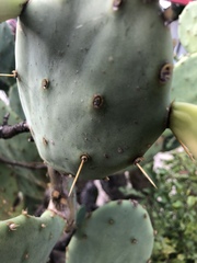 Opuntia stricta