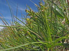 Chamorchis alpina
