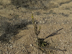 Verbascum sinaiticum