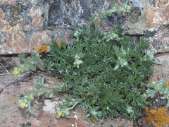 Artemisia umbelliformis