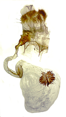 Xanthorhoe packardata
