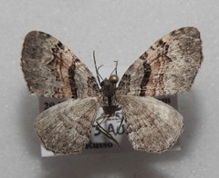 Xanthorhoe packardata