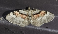 Xanthorhoe packardata