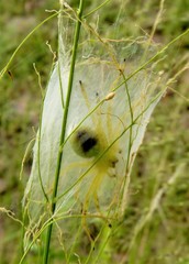 Neosparassus salacius