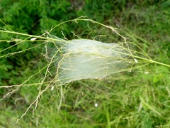 Neosparassus salacius