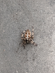 Araneus diadematus