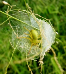 Neosparassus salacius