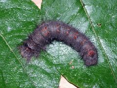 Gastropacha quercifolia