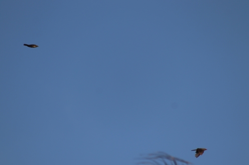 Red-billed Oxpecker