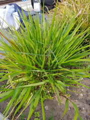 Poaceae