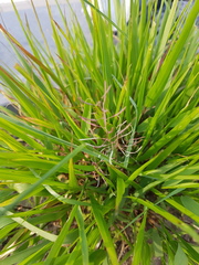 Poaceae