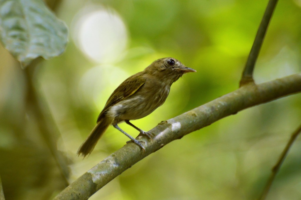 Flammulated Pygmy-Tyrant photo