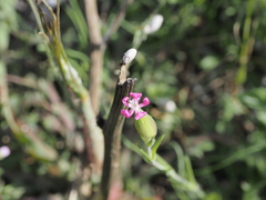 Silene conica