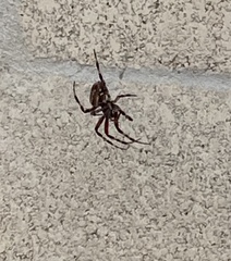 Neoscona oaxacensis