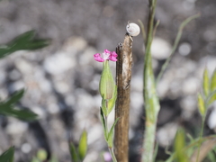 Silene conica