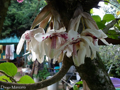 Stanhopea martiana