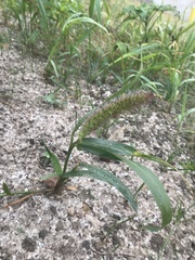 Setaria viridis major