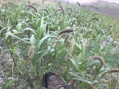 Setaria viridis major