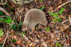 Chaetomys subspinosus
