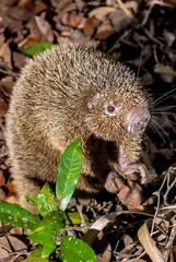 Chaetomys subspinosus