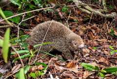 Chaetomys subspinosus
