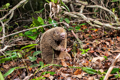 Chaetomys subspinosus