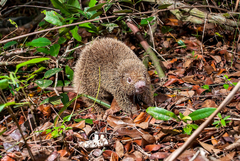 Chaetomys subspinosus