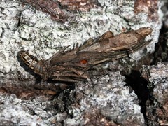 Acanthopsyche atra