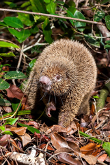 Chaetomys subspinosus