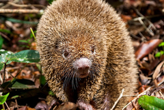 Chaetomys subspinosus