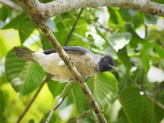 Conioptilon mcilhennyi