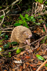 Chaetomys subspinosus