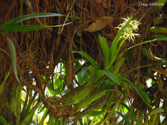 Prosthechea chondylobulbon