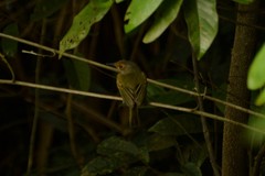 Poecilotriccus latirostris