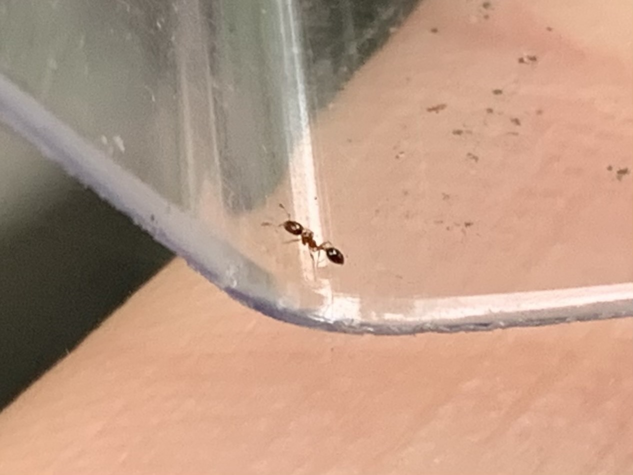 Solenopsis picta