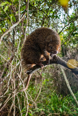 Chaetomys subspinosus