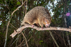 Chaetomys subspinosus