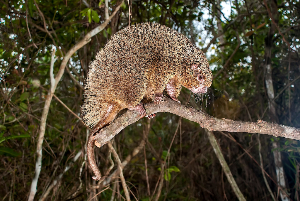 Bristle-Spined Rat