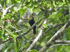 Brachygalba albogularis