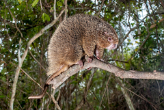 Chaetomys subspinosus