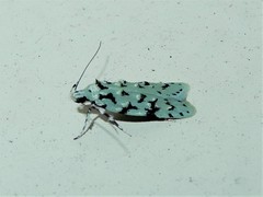 Izatha peroneanella