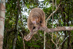 Chaetomys subspinosus