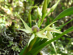 Prosthechea chondylobulbon