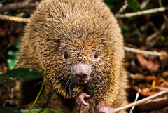 Chaetomys subspinosus