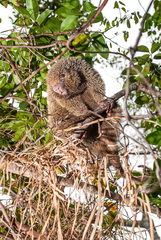 Chaetomys subspinosus